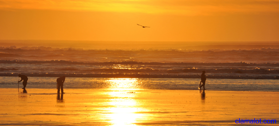 clamming at sunset